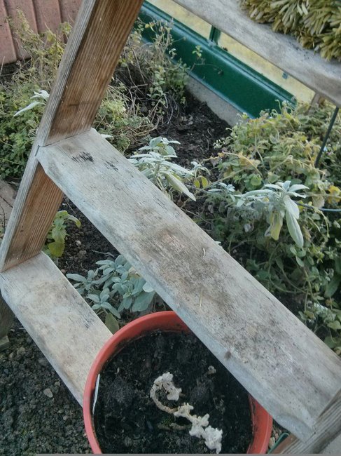 GewächshausWinter5.16.jpg (179.19 KiB) 12246 mal betrachtet Im Vordergrund im Topf: griechischer Bergtee