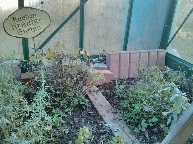 GewächshausWinter4.16.jpg (196.25 KiB) 12246 mal betrachtet V.l.n.r.: Rosmarin, Zitronenmelisse, eine andere Melisse, Salbei