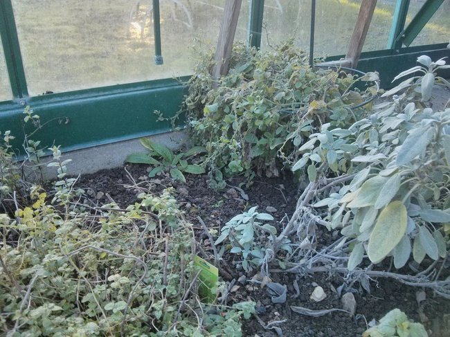 GewächshausWinter3.16.jpg (200.88 KiB) 12246 mal betrachtet Der besagte Salbei, etwas zerrupft rechts, dahinter Borretsch