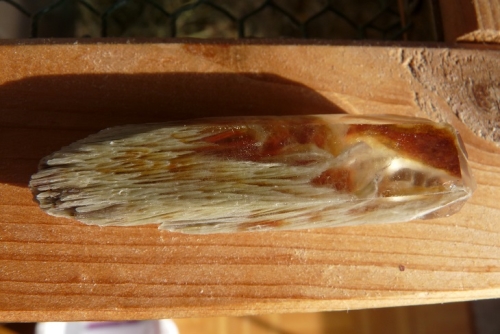 Amphibolquarz