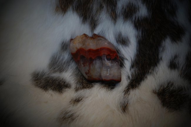 skull (4).JPG