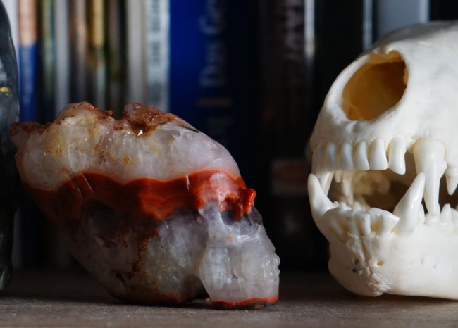 skull (2).JPG