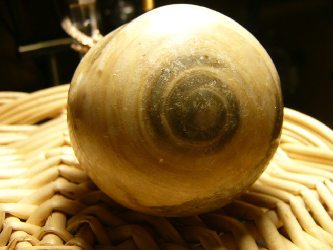 ein Schneckenfossil Actaeonella sp.