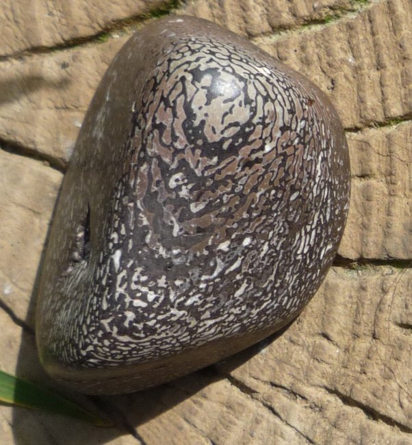 Versteinerter Knochen