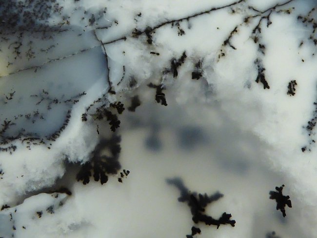 P1130374a.jpg