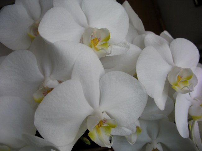 Orchidee3.JPG