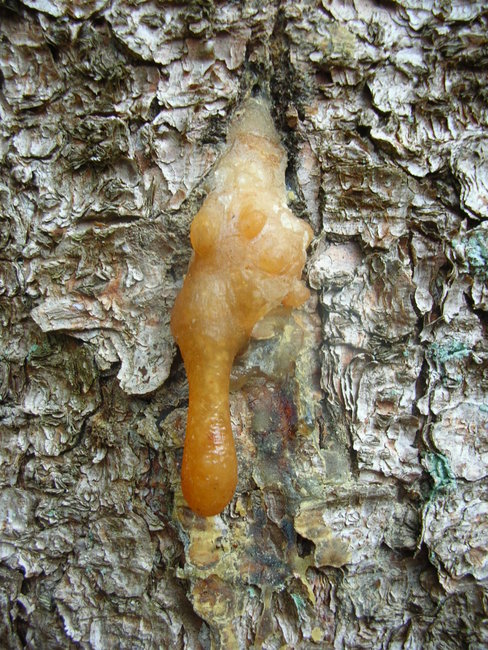 DSCN9973.JPG