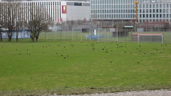 Ein Feld voller Raben (oder wohl eher Krähen), ein Hauch von Goth-Romantik. ;)