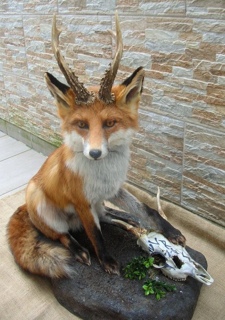 KIRIN Fuchs 1.jpg
