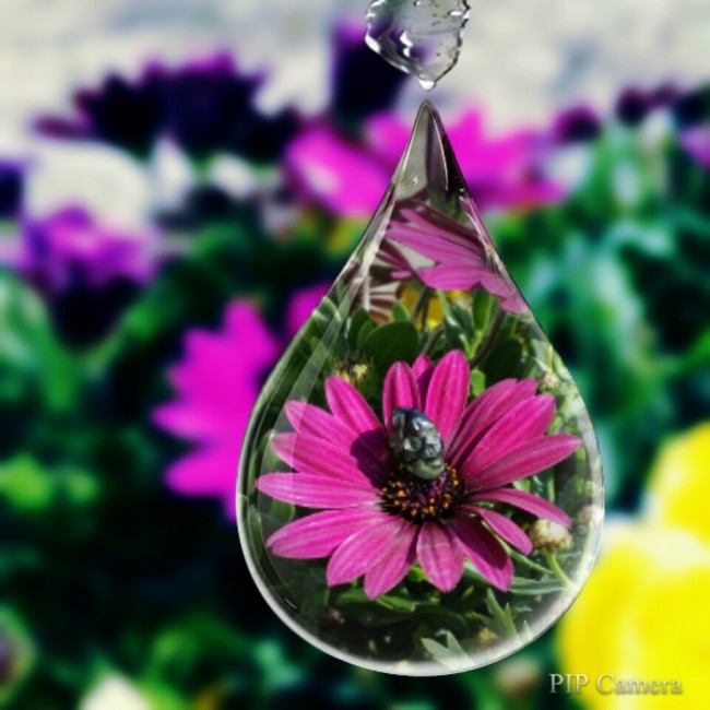 Tropfen Blume