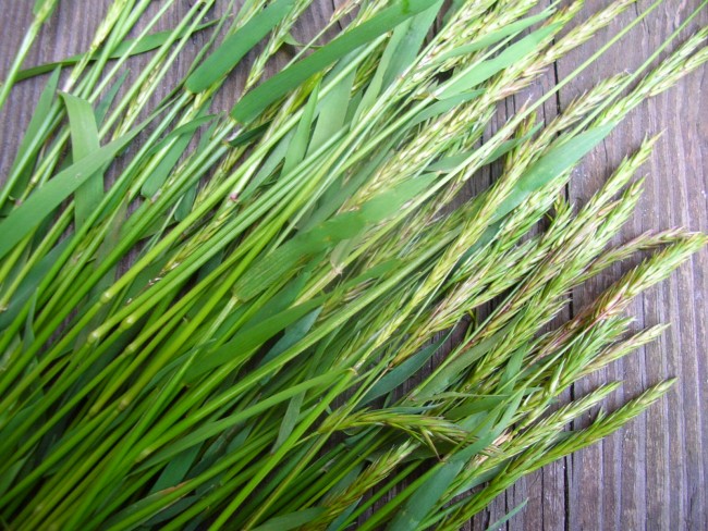 RUCHGRAS (Anthoxanthum odoratum)
