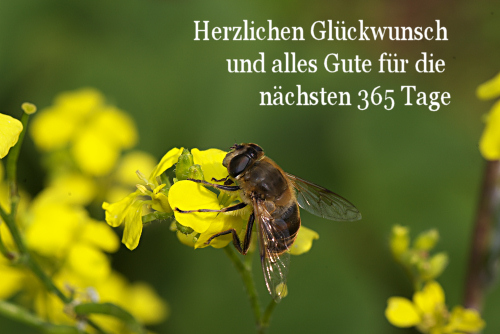 Bieneblume.jpg