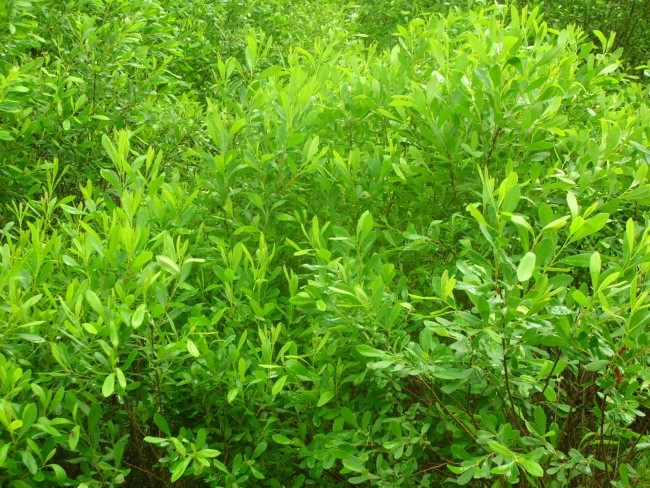 GAGEL (Myrica gale) flächendeckend im Moor...