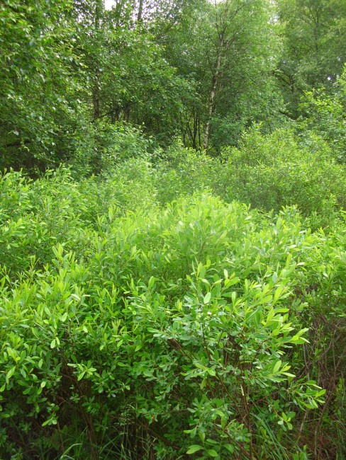 DSCN9988.JPG