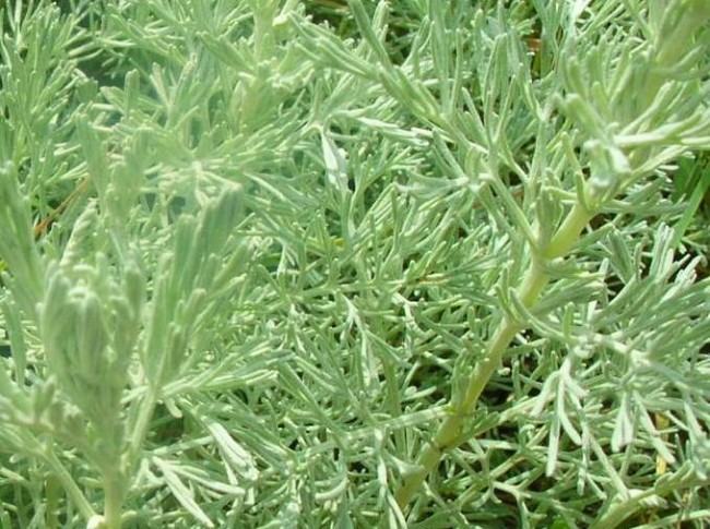 STRANDBEIFUSS (Artemisia maritima)