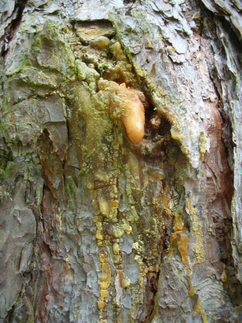SCHWARZKIEFER (Pinus nigra) Harz