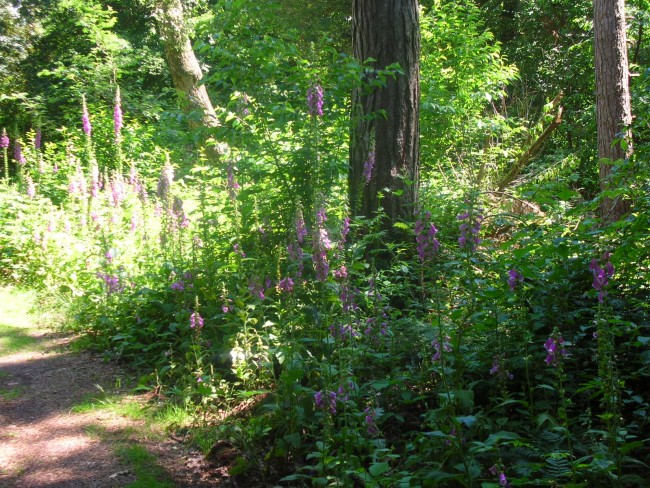 ROTER FINGERHUT (Digitalis purpurea) in Massen...