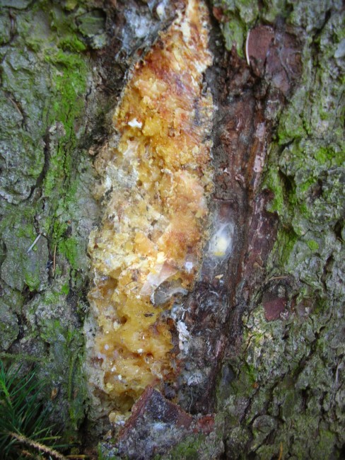 SITKAFICHTE (Picea sitchensis) Harz