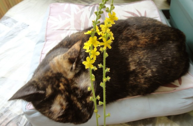 Odermenning und Lilly