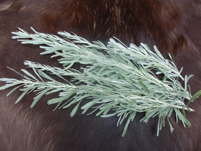 Artemisia tridentata