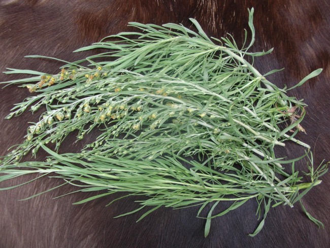 Artemisia cana