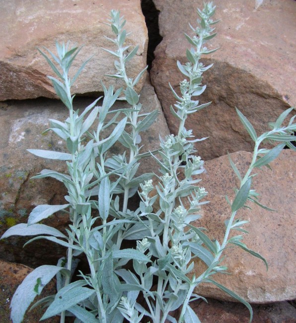 Artemisia ludoviciana