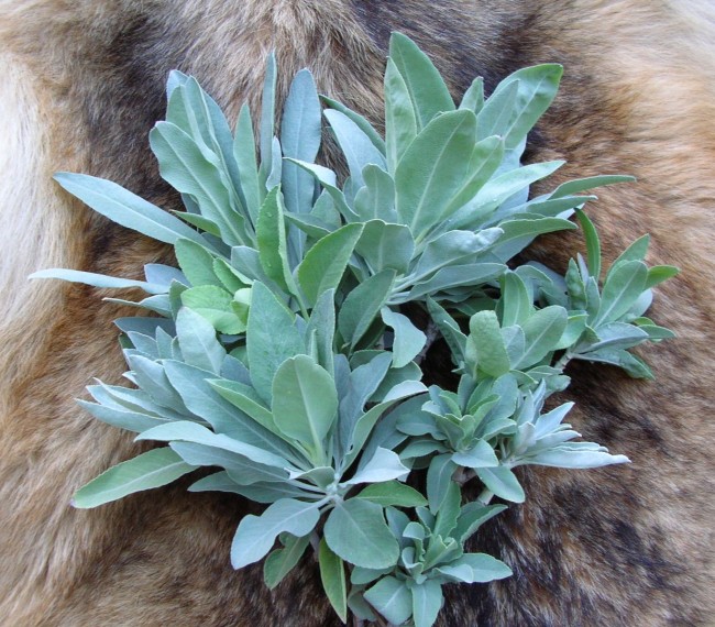 Salvia apiana