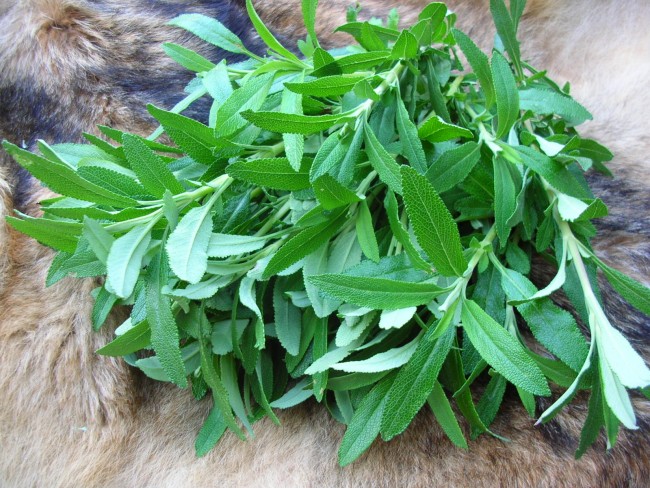 Salvia mellifera