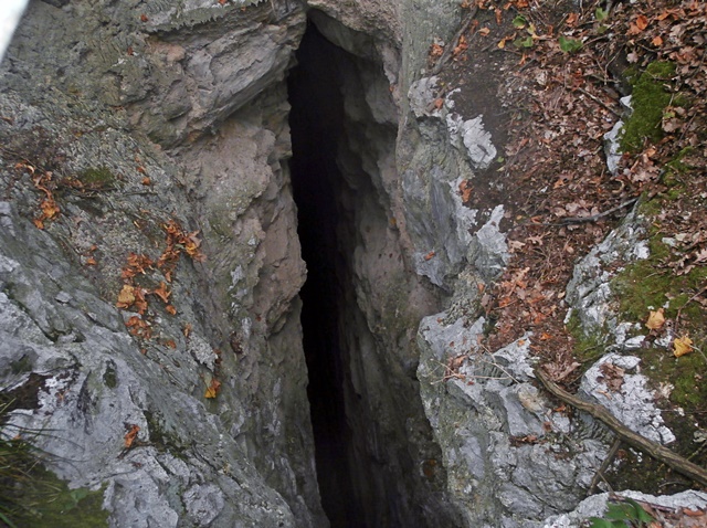 versteinertes Holz