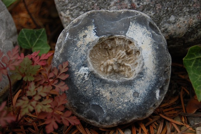 Flint m (3).JPG