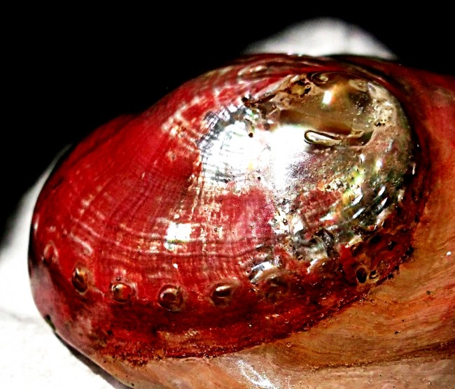 DSCF9560  kl.JPG