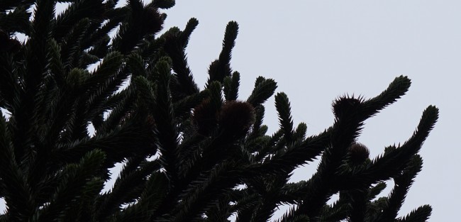 DSC06863.JPG