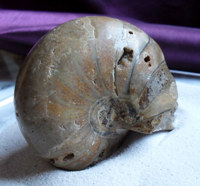 Ammonit, Ammolith, Skull, Kristallschädel