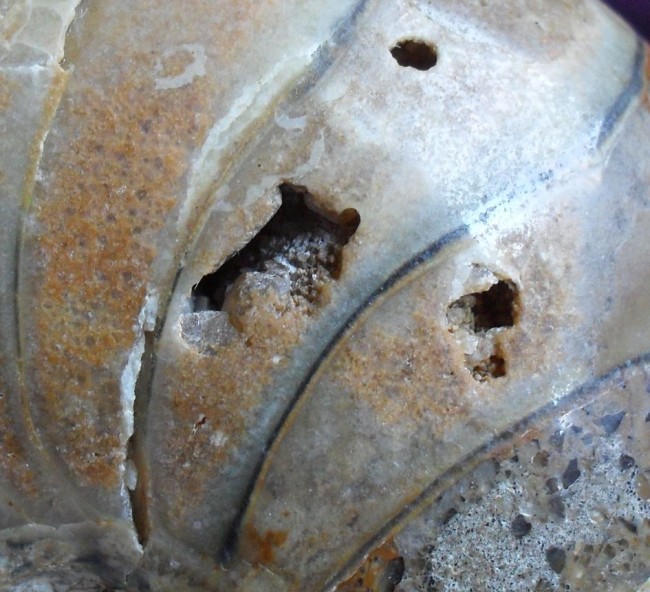 Ammonit, Ammolith, Skull, Kristallschädel