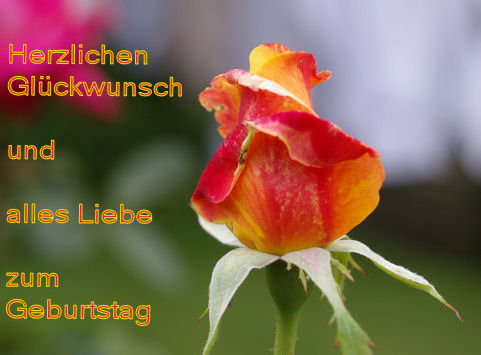 Rose11.jpg