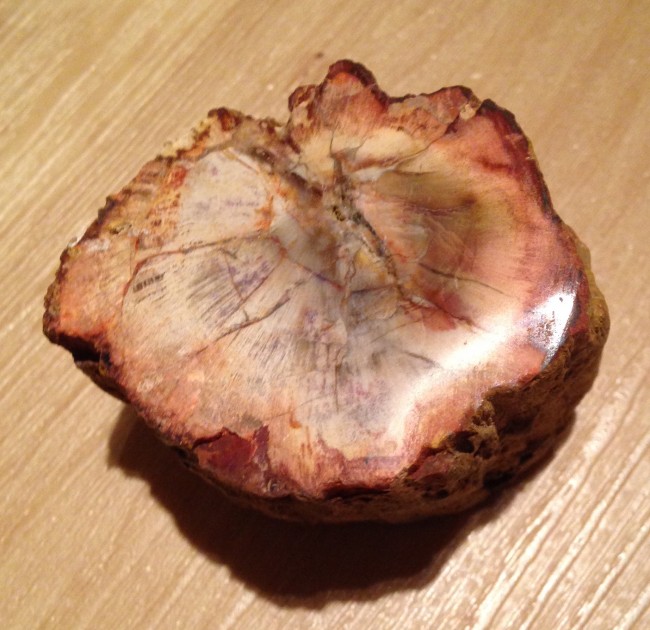 Versteinertes Holz