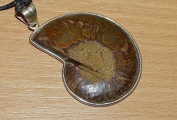 Ammonit Rückansicht.jpg