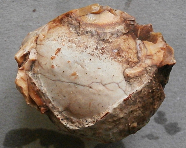 P4010064 (640x510).jpg