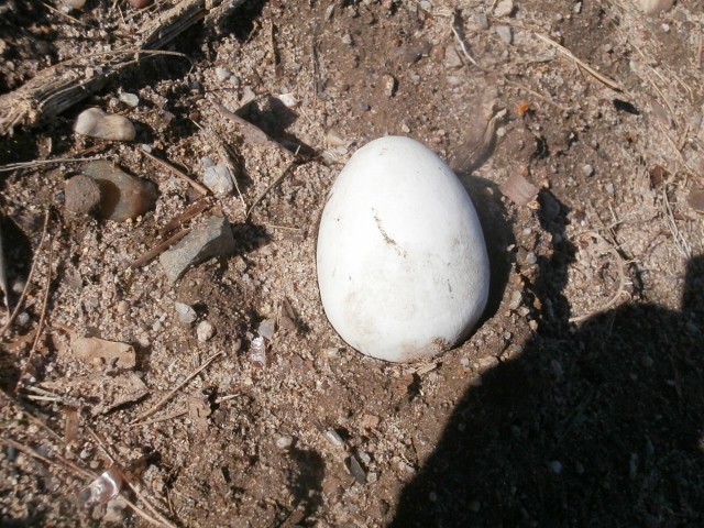 P4010047 (640x480).jpg