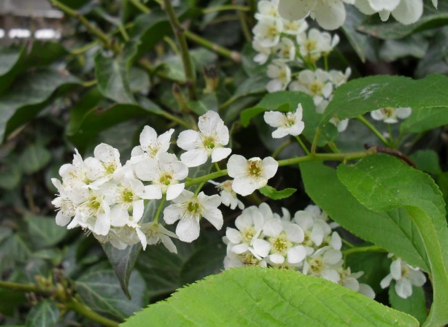 BäumchenBlüten.jpg