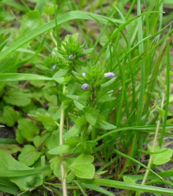 Blaue.jpg