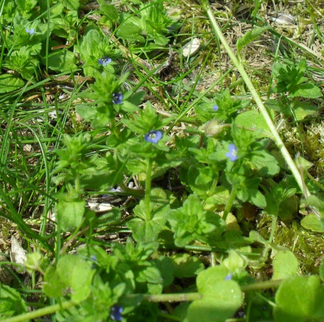 Blaue3.jpg