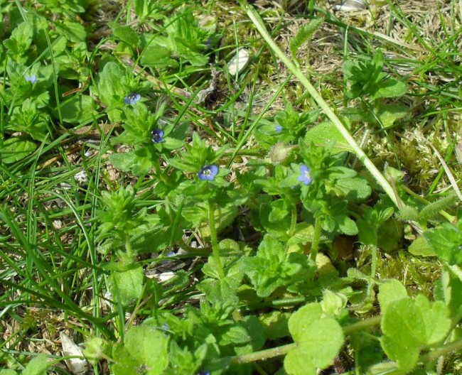 Blaue4.jpg