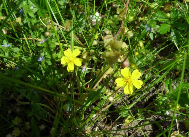 KleineGelbe3.jpg