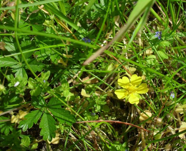 KleineGelbe4.jpg