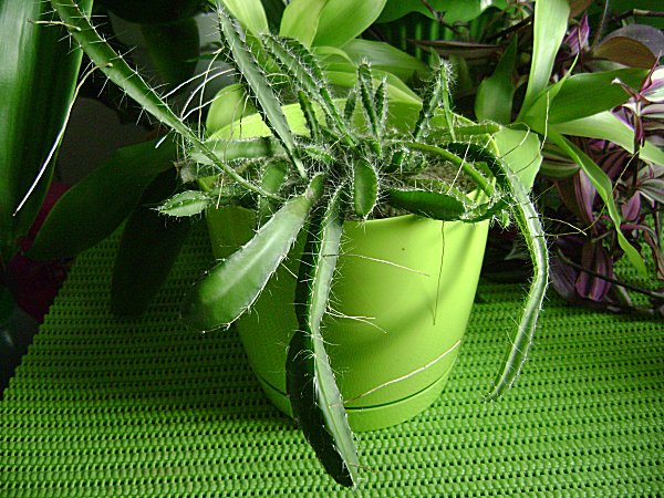 pitahaya001.jpg