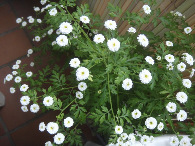 DSC09313a.jpg