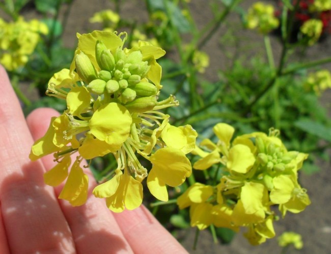 GelbeUnbekanntBlüte.jpg
