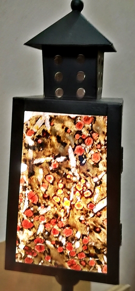 transparent 1.jpg