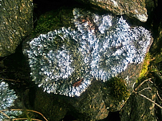 Steinflechte